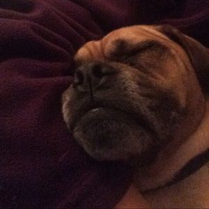 Meet your Posher, Holly